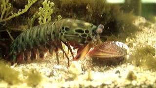 Mantis Shrimp Destroys Clam [upl. by Fernand]