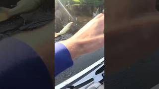 Little dinks getting annoying fishing catchoftheday bassfishing [upl. by Ybloc]