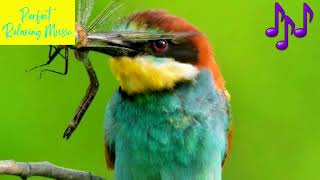 European Bee Eater Merops apiaster call Relaxing Nature Sounds Bird singing Soothing Sounds [upl. by Arok]