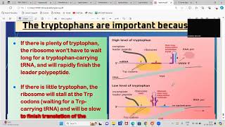 Mastering the Operon Model Part 2  Detailed Explanation operonmodel [upl. by Rivera671]