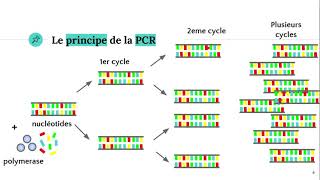 La technique PCR Polymerase Chain Reaction ðŸ§ª [upl. by Ronyar]