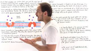 Glucose Transporters [upl. by Nerad785]