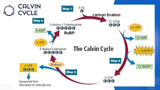 The Calvin Cycle  Photosynthesis in higher plants [upl. by Alvira]