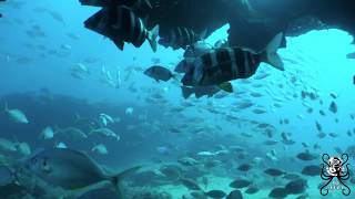 Isla De Lobos Fuerteventura scuba diving HD [upl. by Atsylac]