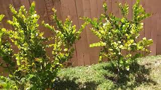 How to Coco Plum bush into Tree [upl. by Wulfe]