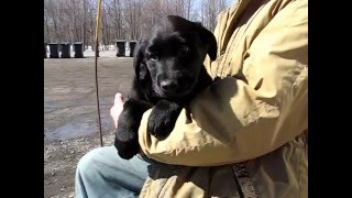 Chiots Labrador croisé [upl. by Nylekcaj]