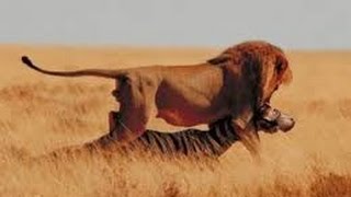 Leones Salvajes Cazando en Africa  Documentales National Geographic [upl. by Renaxela473]