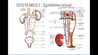 Introduction physiologie 2 [upl. by Doig772]