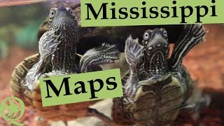 Mississippi Map Turtle Pond [upl. by Ennaeerb]