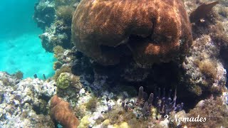 SNORKELING 10 PART 1  STARFISH JIBACOA VILLA TROPICO  CUBA [upl. by Bussey241]