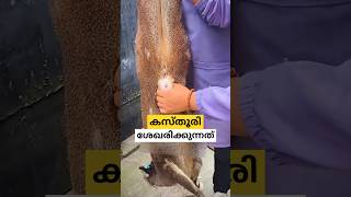 കസ്തൂരി എടുക്കുന്നത് musk deer malayalam shorts [upl. by Airlia]