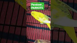 Cute parakeet  parrot 🦜🦜 pair birds parakeet parrot shorts shortvideo short 8888 [upl. by Neukam442]