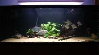 396 gallon Monsterfish tank feeding  SB RTC Lates stingray knifefish Gar [upl. by Cassandre]