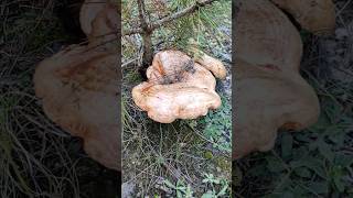 Epic × Giant × Lactarius Deliciosus October 23 2024 [upl. by Tyika]