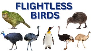 flightless birdflightless birds namesflightless birds [upl. by Hoashis]