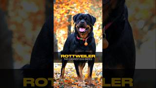 Rottweilers the goffiest dog breed shots funny Rottweilers [upl. by Leugimsiul]