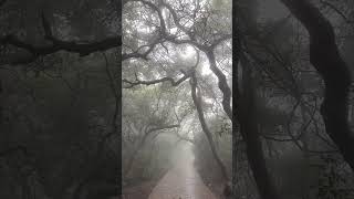 beauty of Mahabaleshwar maharashtra booknow travel affordabletravel paritourstravels subscribe [upl. by Eremaj41]