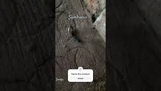 Symbiosis symbiosis creature unknown sandye youtubeshort youtube nature tinythings [upl. by Kelby]