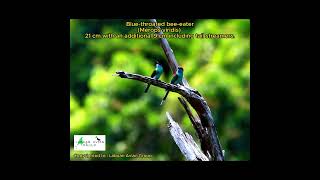 Bluethroated beeeater Merops viridis [upl. by Erbe]