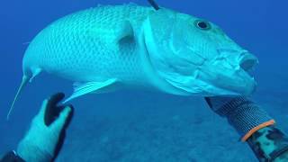 Spearfishing French Polynesia Oct 2017 with Oliver Em [upl. by Anirahc]