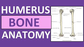 Humerus Bone Anatomy and Physiology Lecture [upl. by Ahtelahs]