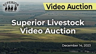 Superior Livestock Video Auction  December 14 2023 [upl. by Atinav]