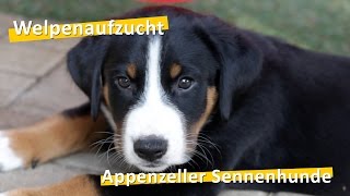 WauTV  Appenzeller Sennenhunde Welpen Aufzucht [upl. by Nnasus]