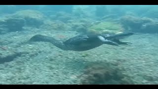 Flightless cormorants diving and looking for food [upl. by Rogerson]