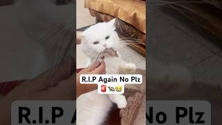 RIP Not this time 🚨😭 shorts dog husky trendingsongs cat [upl. by Pascasia]