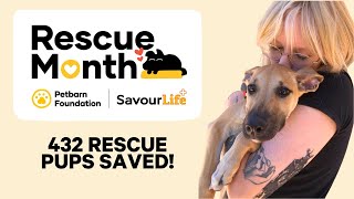 How we helped save 432 rescue dogs [upl. by Katzman]