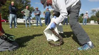 Citrus Park residents in Bonita Springs Florida get hands python catching training [upl. by Max]