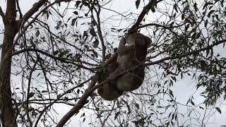 Wild koalas mating 14 Nov 22 Koala mating isn’t gentle some may find this disturbing [upl. by Nahtaj]