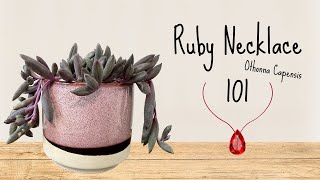 Ruby Necklace 101┃Othonna Capensis [upl. by Ettevets]