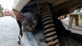 Feed hungry kitten at pagoda stray kitten need food so much [upl. by Izmar485]