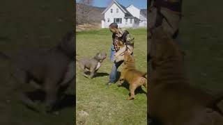 Dog Dynasty Season 6 Episode 3 Trailer shorts ytshorts dogdynasty pitbull hulk [upl. by Rosenwald]