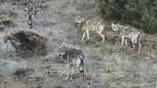 KURTLAR 2 SÜRÜNÜN ORTASINDA KALDILAR BİZ OLMASAYDIK SÜRÜLERİN BİRİNE DALACAKLARDIDAHA NET ÇEKİM YOK [upl. by Alahcim]