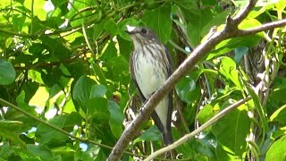 エゾビタキ（ヒタキ科） Muscicapa griseistica 2024年9月 沖縄本島中部 [upl. by Jeffery882]