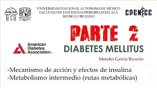 DIABETES MELLITUS Pte 2 Metabolismo intermedio  Clase virtual  Dr Garcia [upl. by Coyle]