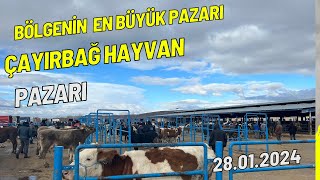 AFYONKARAHİSAR ÇAYIRBAĞ HAYVAN PAZARIKURBANLIK FİYATLARI GÜNCEL FİYATLAR ​⁠CengizÇaylı​⁠​⁠​⁠ [upl. by Odnumyer]