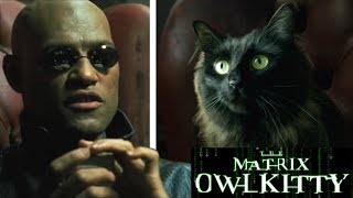 Morpheus meets my Cat The Matrix [upl. by Winograd]