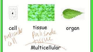 B1 3 Differentiation [upl. by Solegnave]