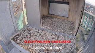 Slechtvalken ZuidWestVlaanderen  Harelbeke  19032024  Paring [upl. by Erdnoid]