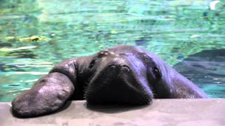 Meet Snooty the Manatee [upl. by Kadner]