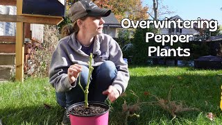 Overwintering Pepper Plants to Grow them Again and Again  Zone 6 Ohio [upl. by Atihcnoc]