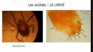 Biologie de laoûtat  morphologiecycle de vie et pathogénie de la larve daoûtat [upl. by Enrica]