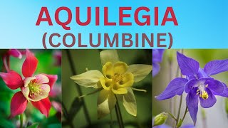 Aquilegia Flower  Columbine  All About Aquilegia  Information About Flowers [upl. by Nosyd181]