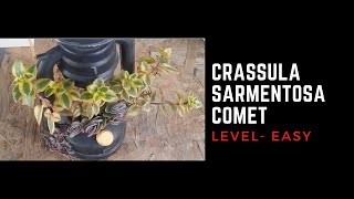 CRASSULA SARMENTOSA COMET  CARE TIPS [upl. by Firestone471]