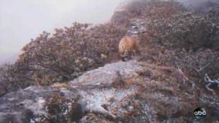 Highest living tigers found in Himalayas  Lost Land of the Tiger [upl. by Aryaz580]