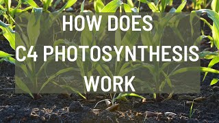 How does C4 photosynthesis work  C4 Pathway [upl. by Aietal]