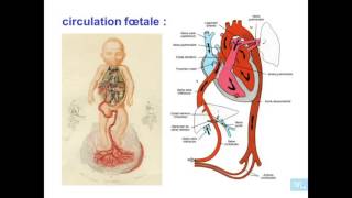 embryologie de système veineux Partie 1 [upl. by Issej]